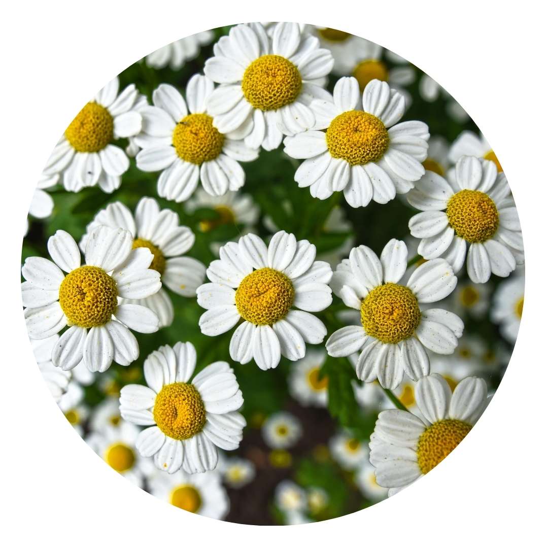 HOSANNAWIND ROMAN CHAMOMILE HYDROSOL