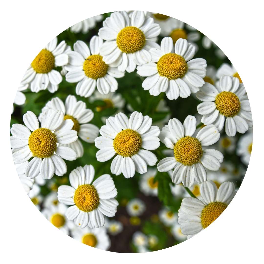 HOSANNAWIND ROMAN CHAMOMILE ESSENTIAL OIL