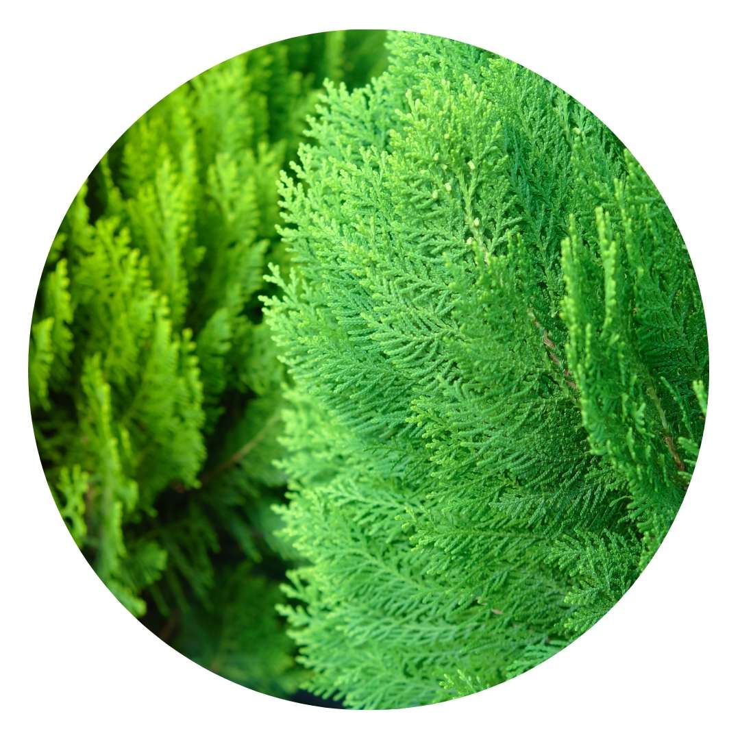 HOSANNAWIND ORGANIC CYPRESS ESSENTIAL OIL