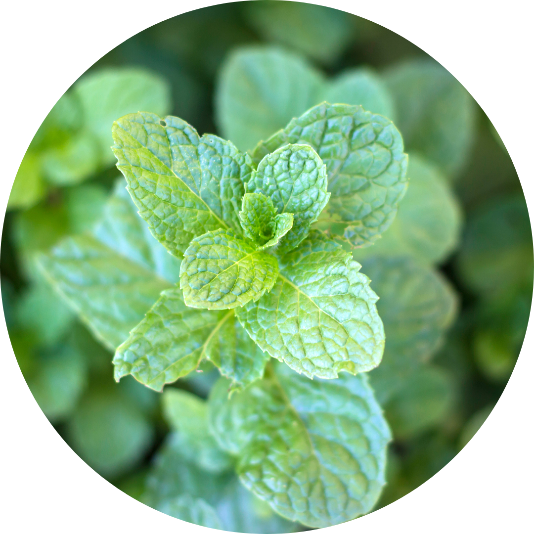 HOSANNAWIND ORGANIC PEPPERMINT ESSENTIAL OIL